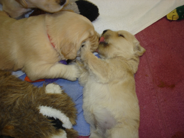 lunch time .. livernose babies warrego/paulsen 3 weeks old.. only  boys available.