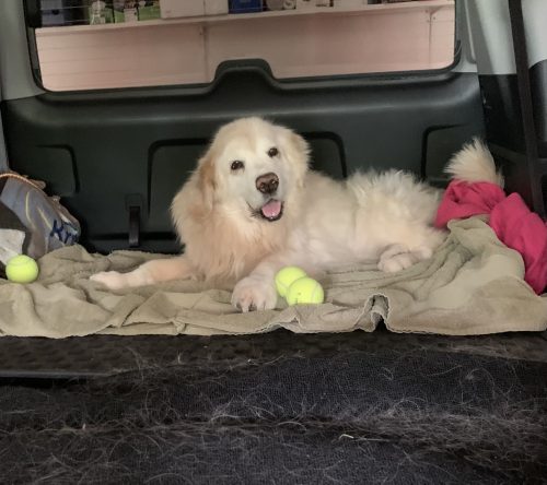 Ruby’s last ride at 13.7 years old. 